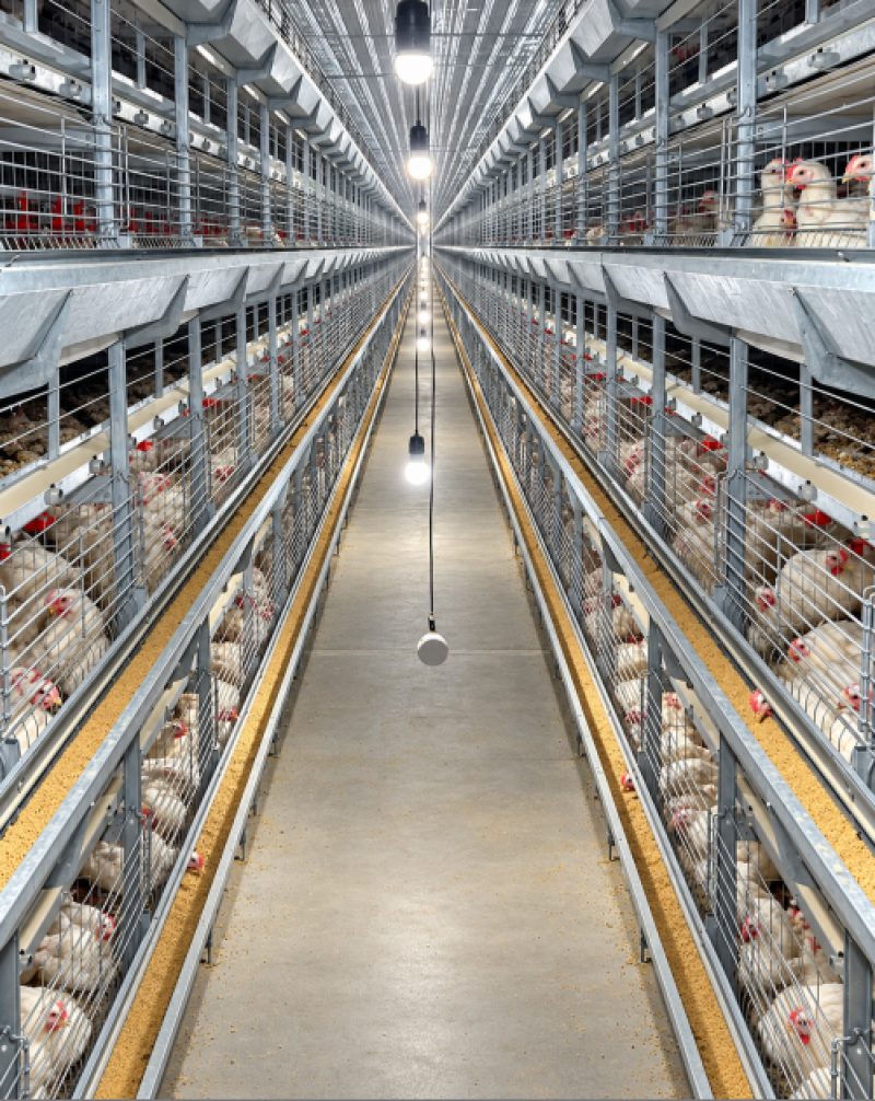 بطاريات التسمين Compact Broiler Cages